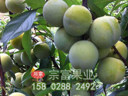 宗富果技实战总结之杏子苗的整形修剪