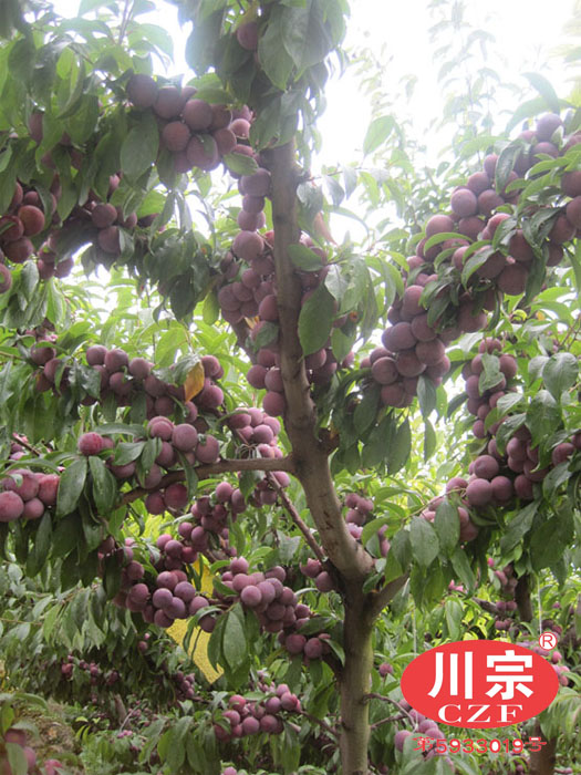 http:\/\/www.zf-gy.com\/HtmlInfo\/Info-2133.htm