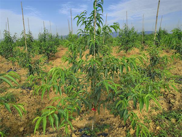 桃树幼树主干形修剪-四川宗富苗木基地