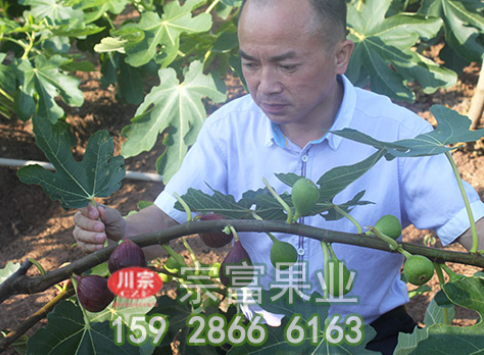 无花果苗种植繁育几个方法