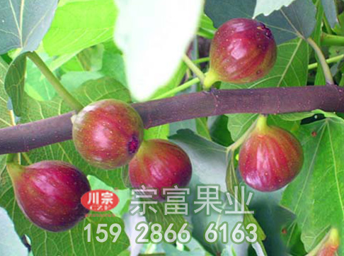 无花果苗怎么刮皮