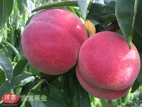 李子苗品种