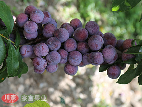 李子苗品种