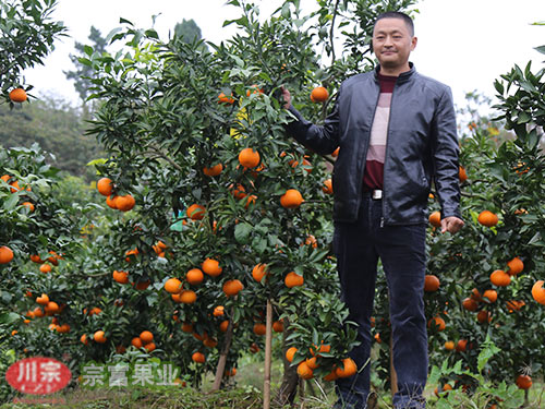 柑橘苗品种 柑橘苗品种