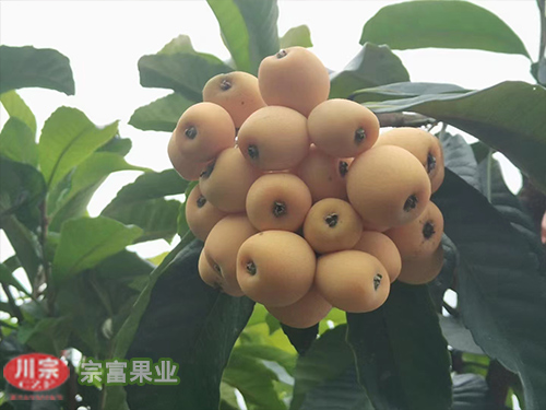 春花枇杷苗 春花枇杷苗