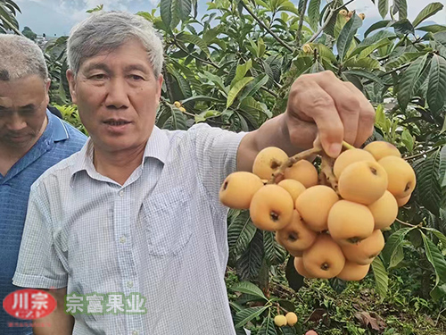 春花枇杷苗 春花枇杷苗
