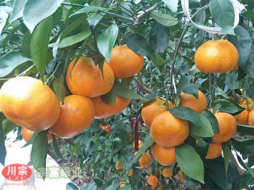 明日见柑橘苗 明日见柑橘苗