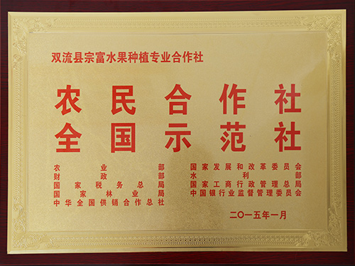 黄美人柑橘苗 黄美人柑橘苗