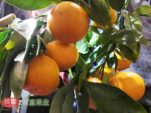 黄美人柑橘苗 黄美人柑橘苗