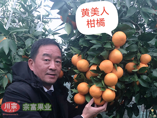 黄美人柑橘苗 黄美人柑橘苗