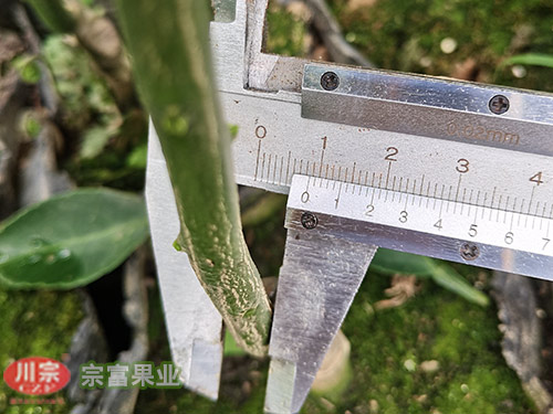 明日见柑橘苗 明日见柑橘苗