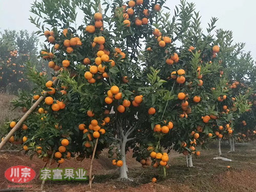 无核沃柑苗 无核沃柑苗